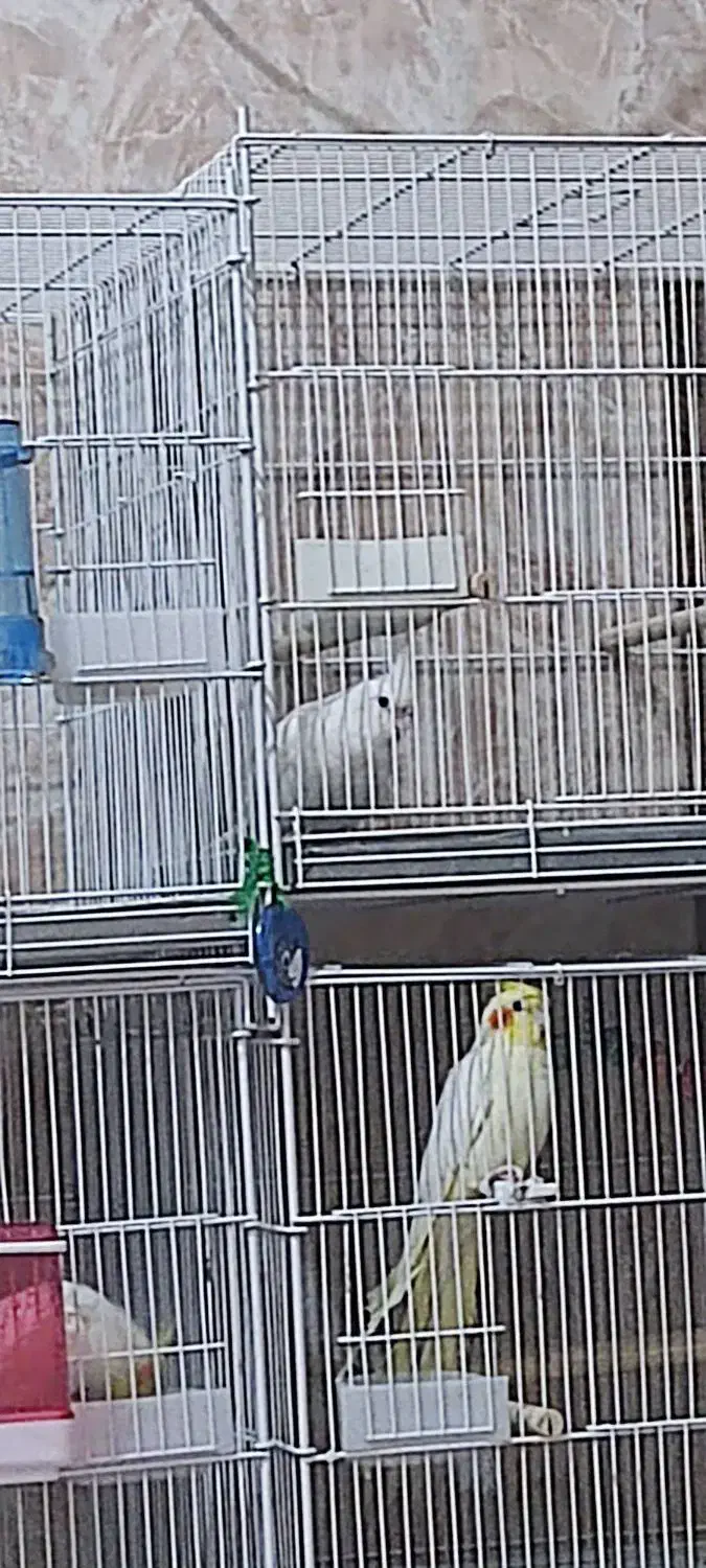 عروس هلندی|پرنده|رودان, |دیوار