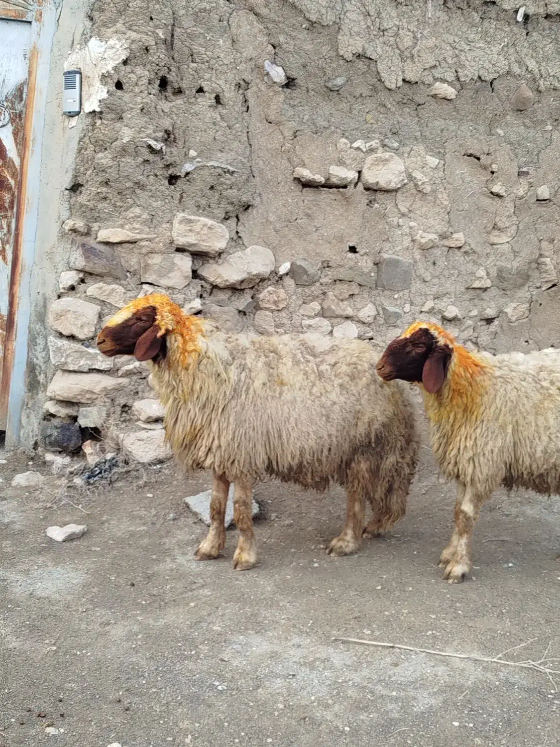 قوچ و بره قوچ|حیوانات مزرعه|گهواره, |دیوار