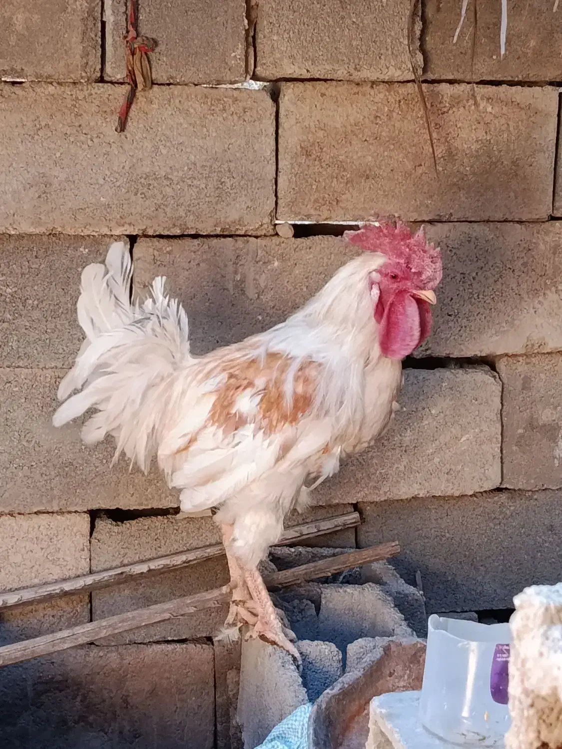 دورگه|حیوانات مزرعه|پاسارگاد, |دیوار