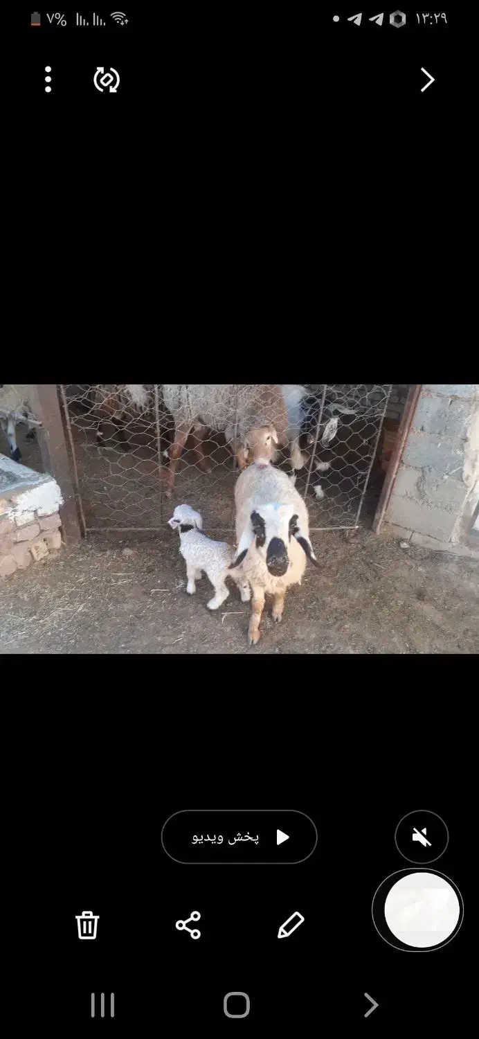 بره ماده سبک کابور زاییده شیشک چینی|حیوانات مزرعه|سده (خراسان جنوبی), |دیوار