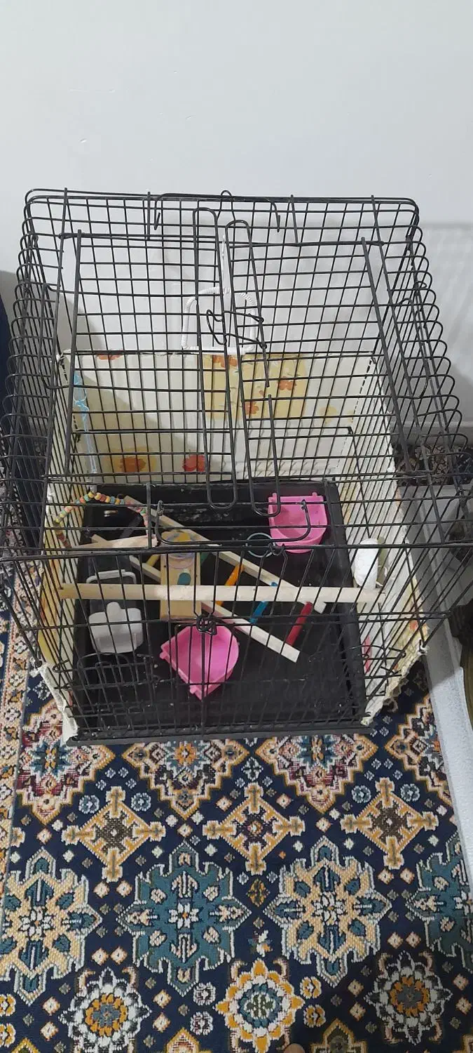 قفس عروس هلندی با مخلفات داخل آن|لوازم جانبی حیوانات|اشتهارد, |دیوار