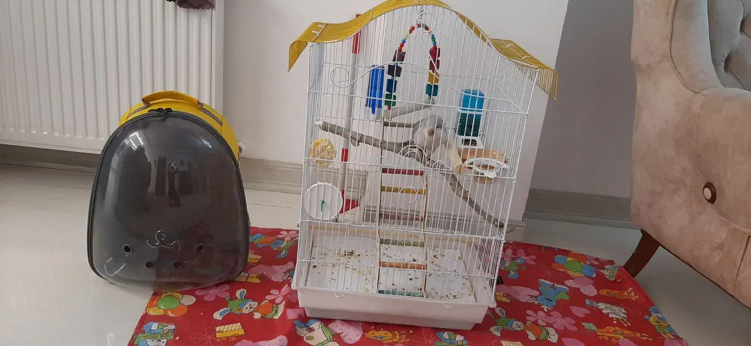 قفس وکوله|لوازم جانبی حیوانات|زنجان, |دیوار