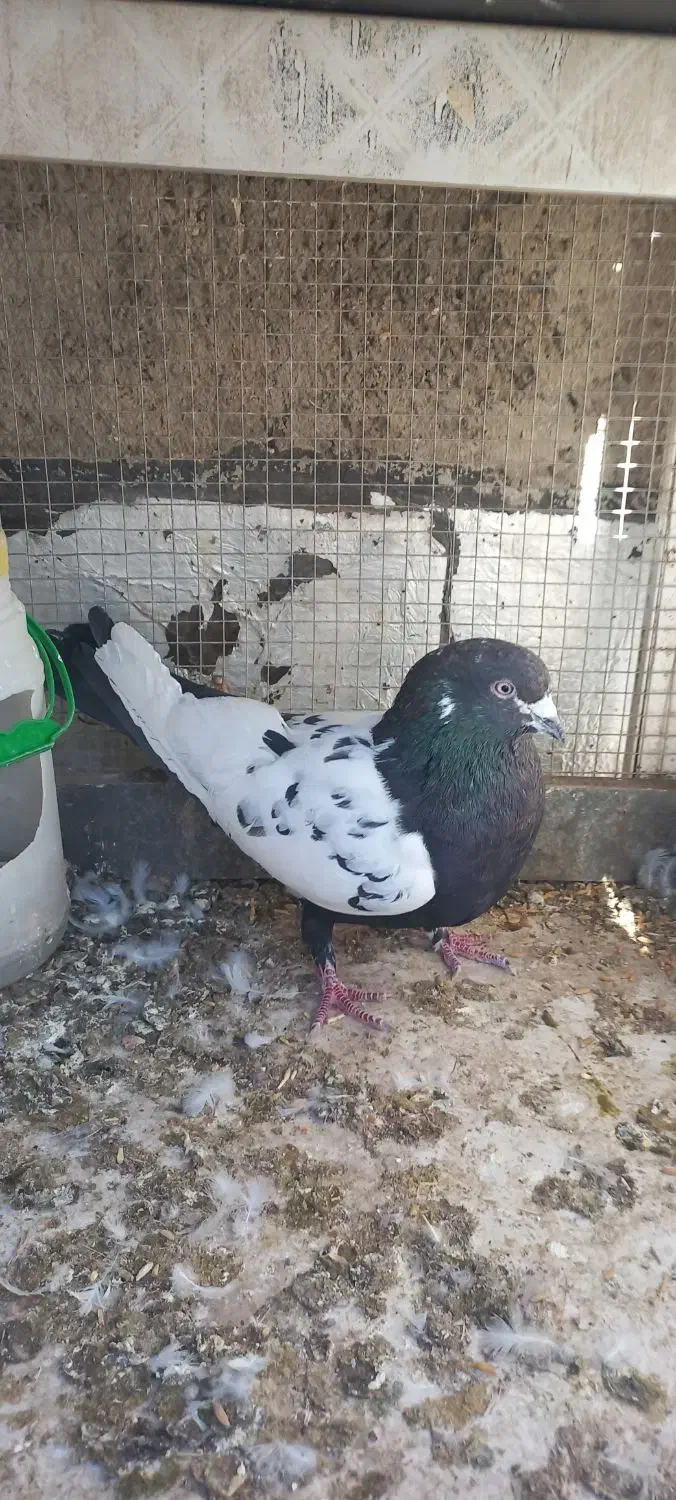 کبوتر سینه‌ای|پرنده|ابهر, |دیوار