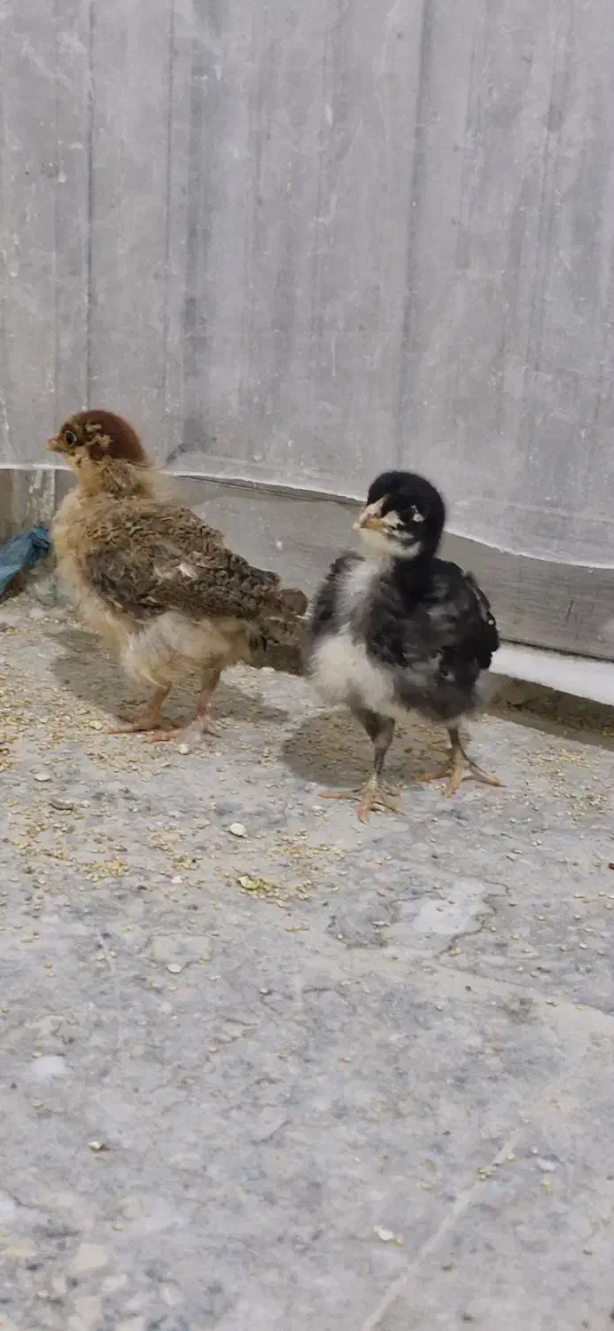 جوجه|پرنده|گرگان, |دیوار