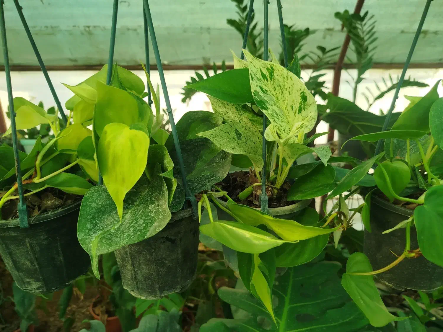 گل طبیعی|گل و گیاه طبیعی|آزادشهر, |دیوار