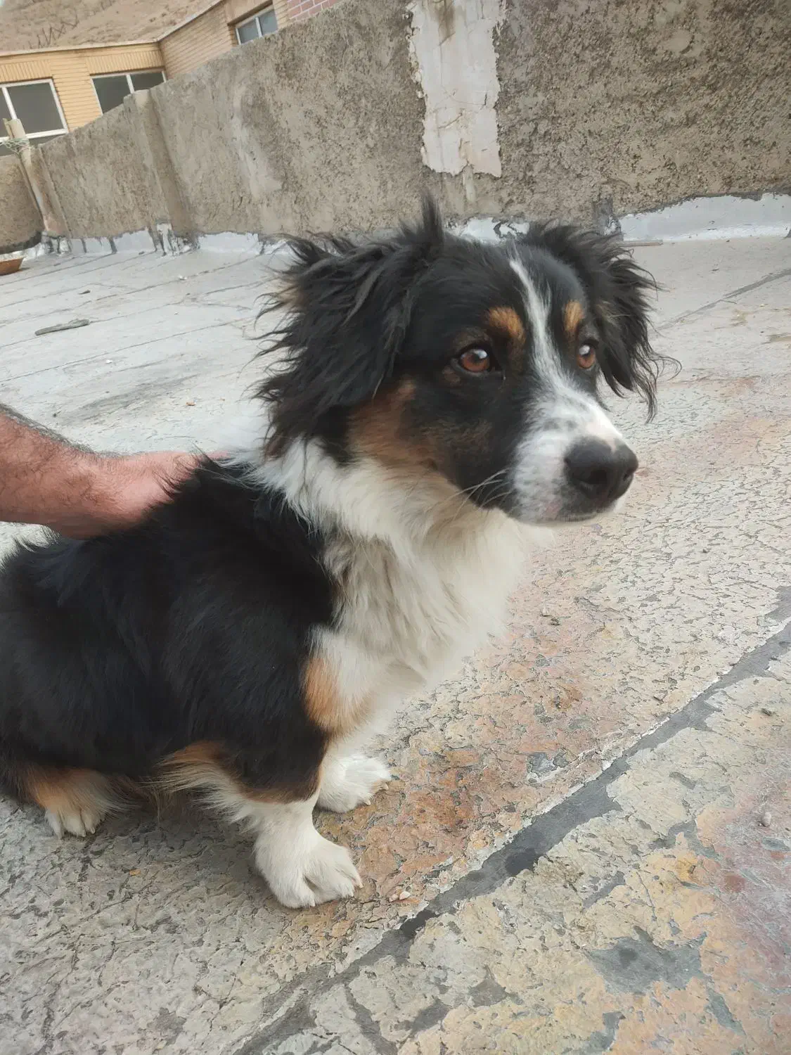 سگ اشپیتز|سگ|جونقان, |دیوار