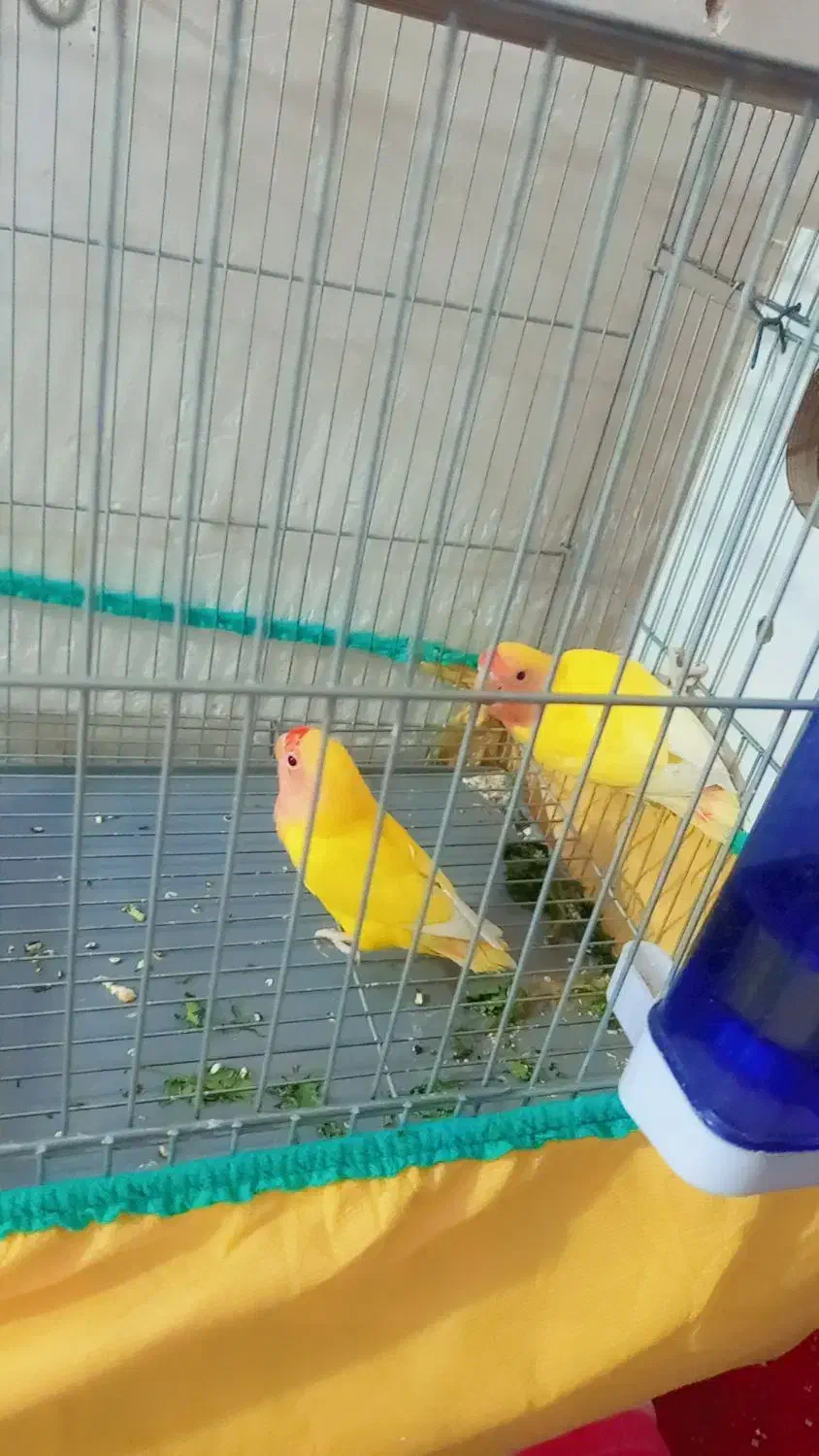 طوطی|پرنده|بندر امام خمینی, |دیوار