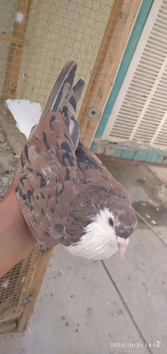 کفتر|پرنده|نیشابور, شهرک اندیشه|دیوار