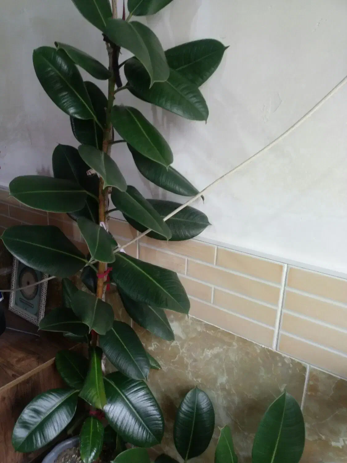 گل فیکوس|گل و گیاه طبیعی|تربت‌حیدریه, بهشت عسکری|دیوار