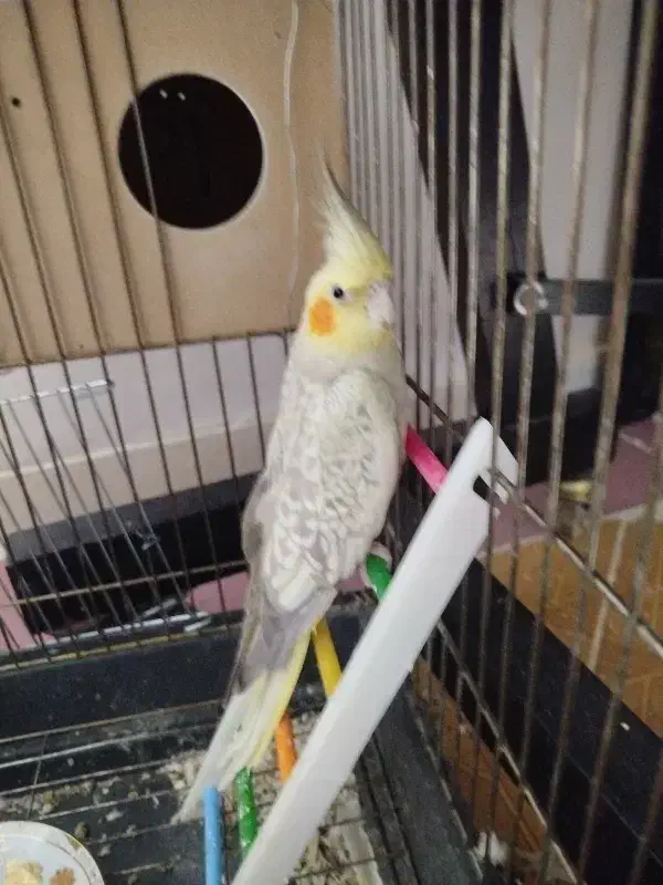 عروس هلندی|پرنده|نورآباد, |دیوار