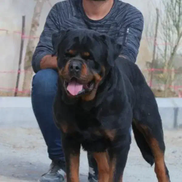 سگ روتوایلر rottweiler توله سگ روتوایلر|سگ|هشتگرد, شهرک گلها|دیوار
