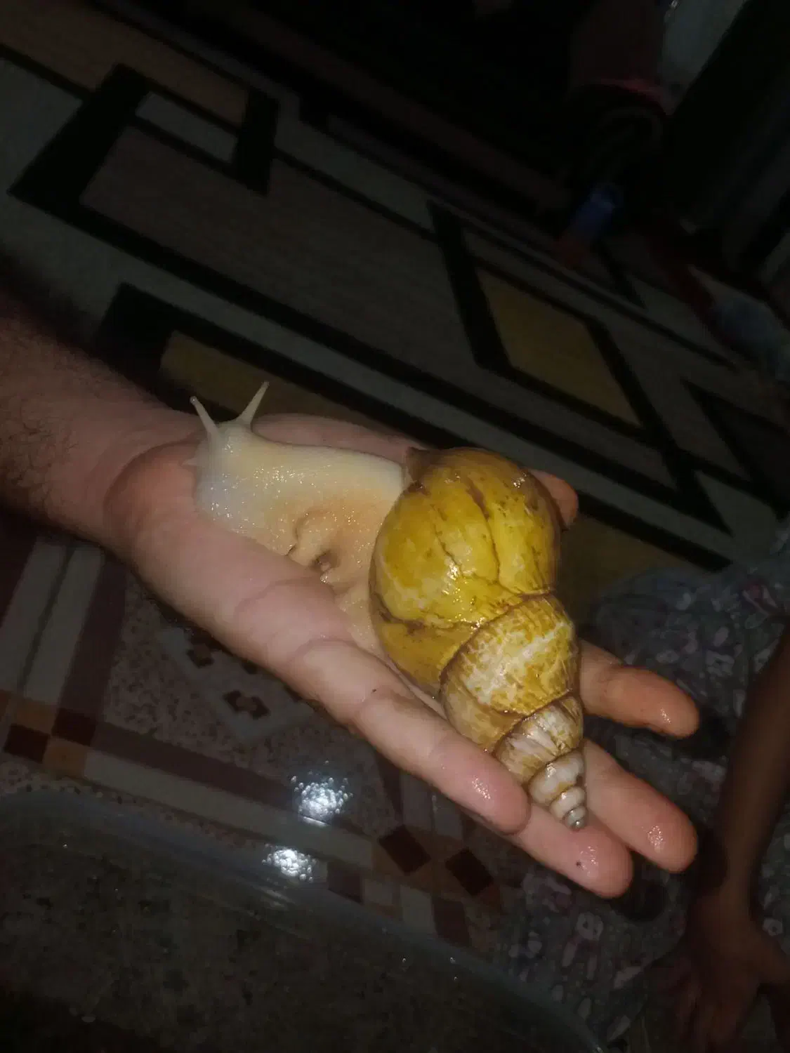 قیمت توافقی|خزنده|شیراز, کفترک|دیوار