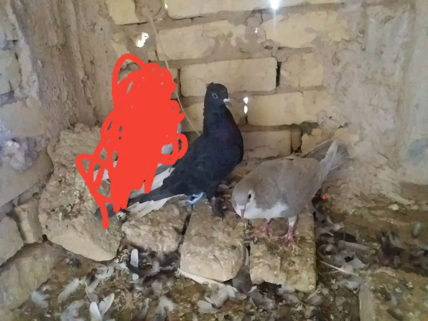 کبوتر|پرنده|بردسکن, |دیوار