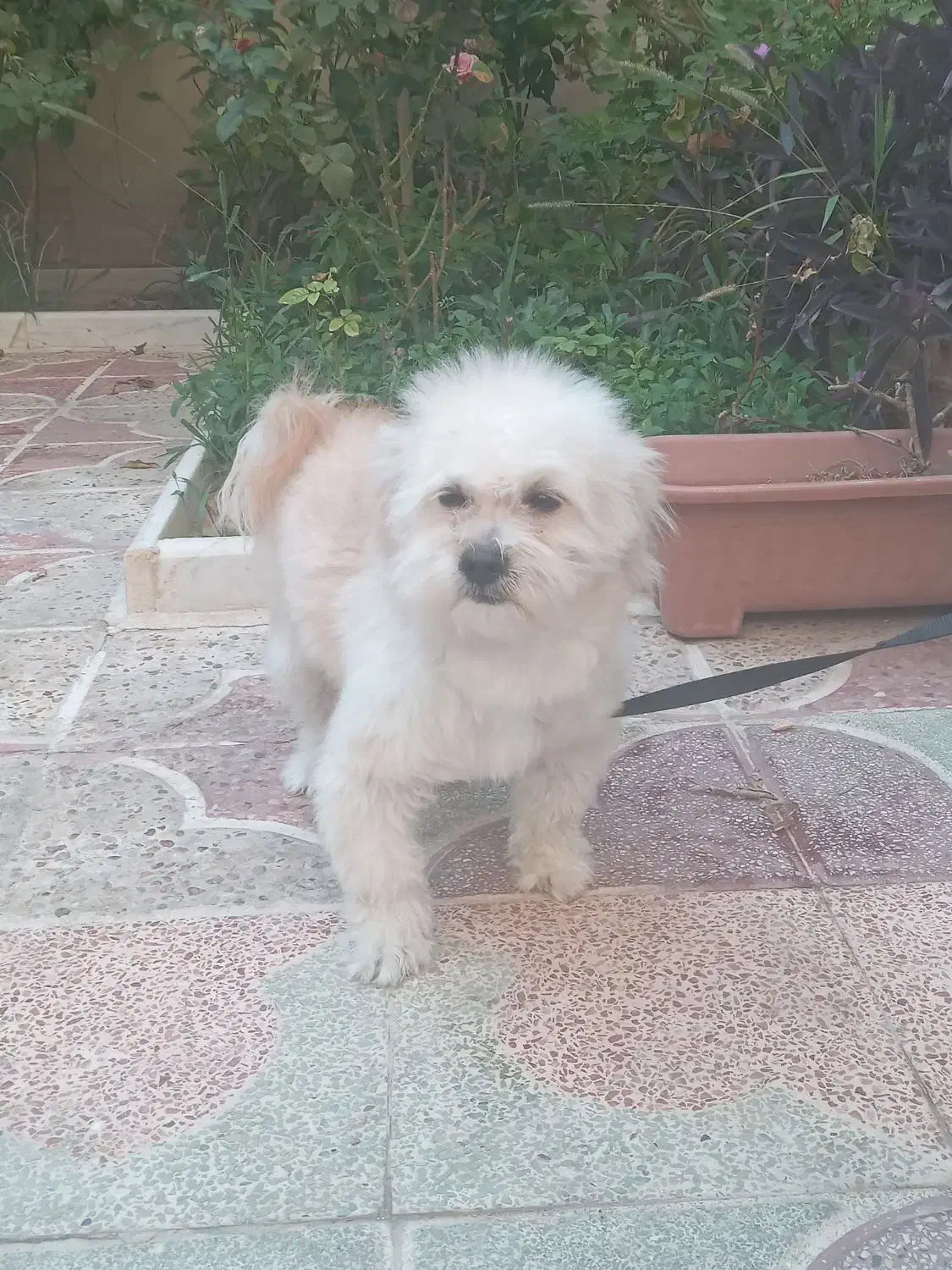 سگ شیتزو ترییر|سگ|شیراز, بازار|دیوار