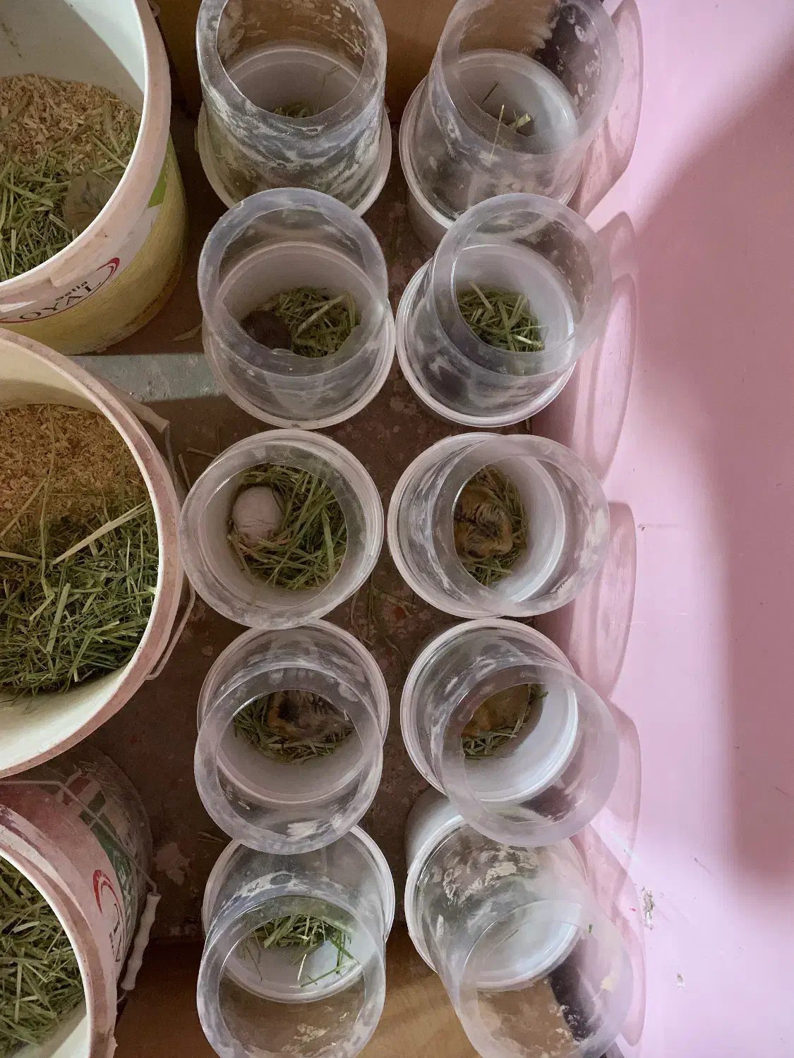 همستر|موش و خرگوش|نجف‌آباد, گلبهار|دیوار