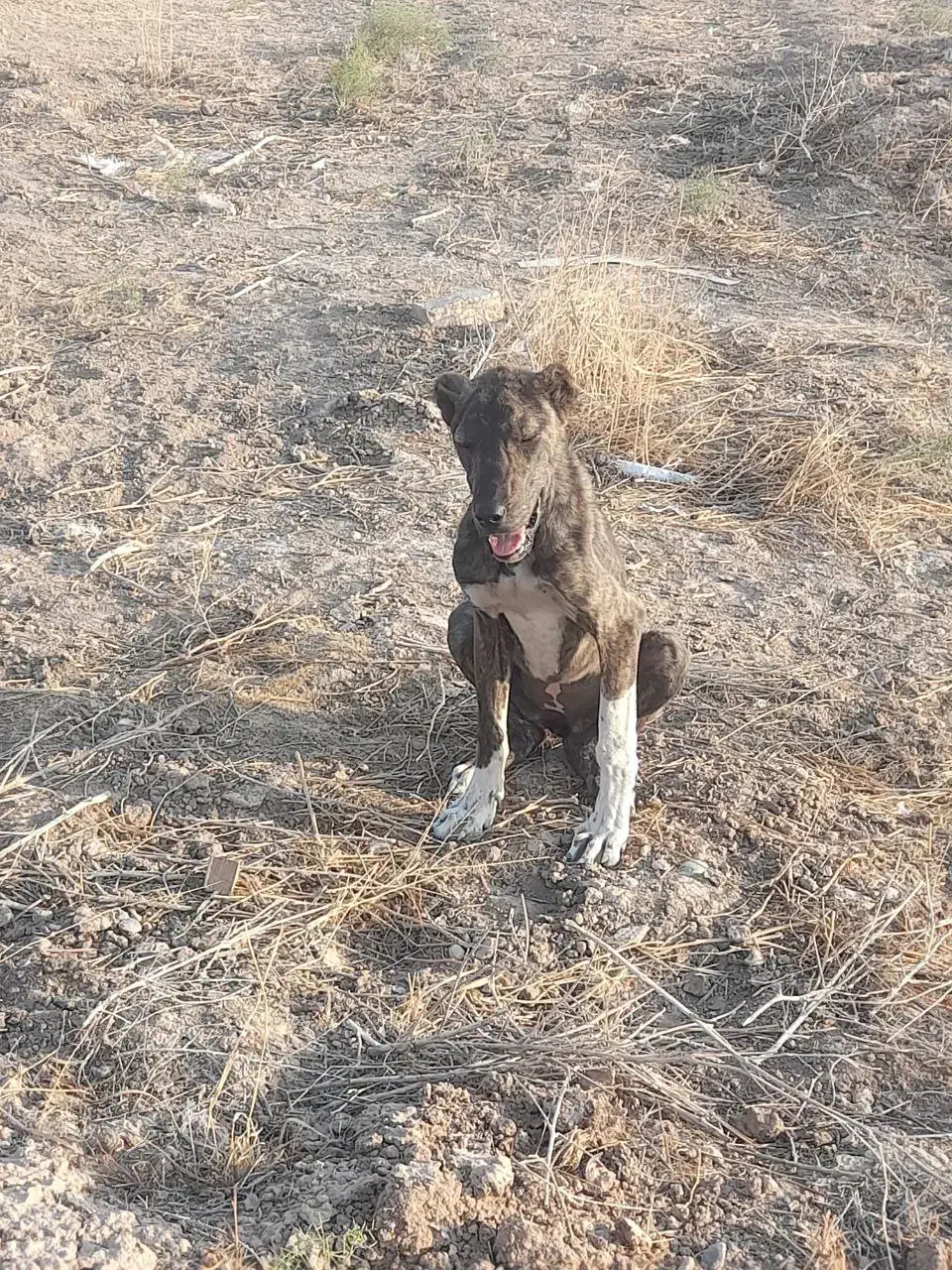 واگذاری سگ نگهبان|سگ|مشهد, سیسآباد|دیوار