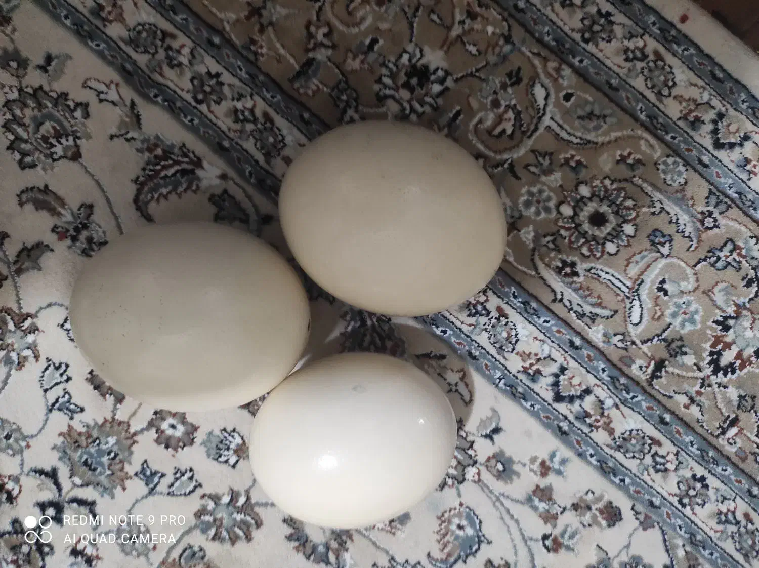 پسته تخم شتر مرغ|حیوانات مزرعه|برخوار, |دیوار