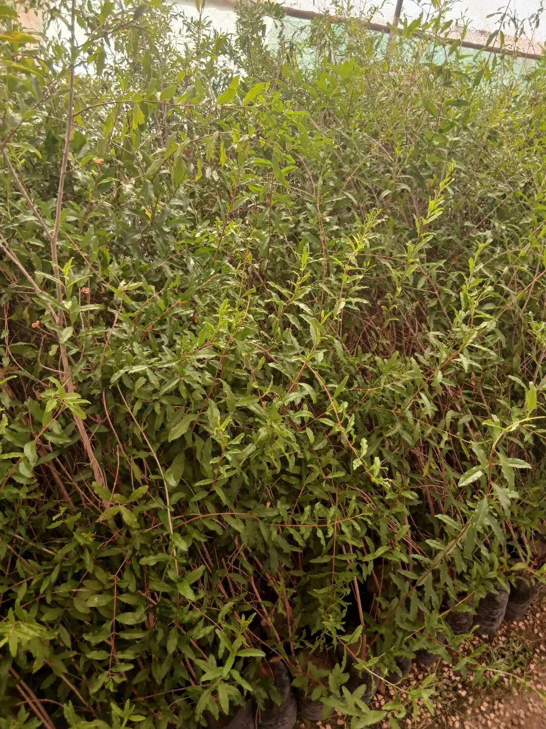 نهال انار شهرضا|خدمات باغبانی و درختکاری|اصفهان, سودان|دیوار