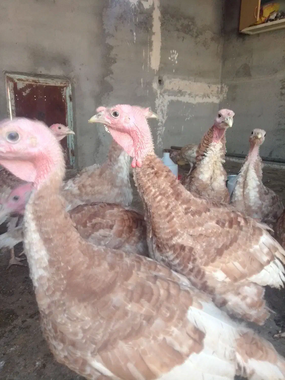 جوجه بوقلمون پنج ماهه|حیوانات مزرعه|رضویه, |دیوار