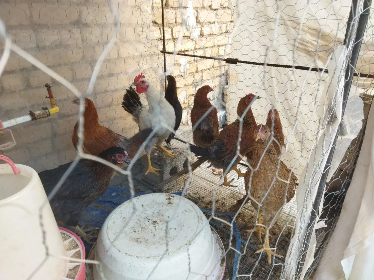 جوجه مرغ و خروس بالغ|حیوانات مزرعه|باغ بهادران, |دیوار