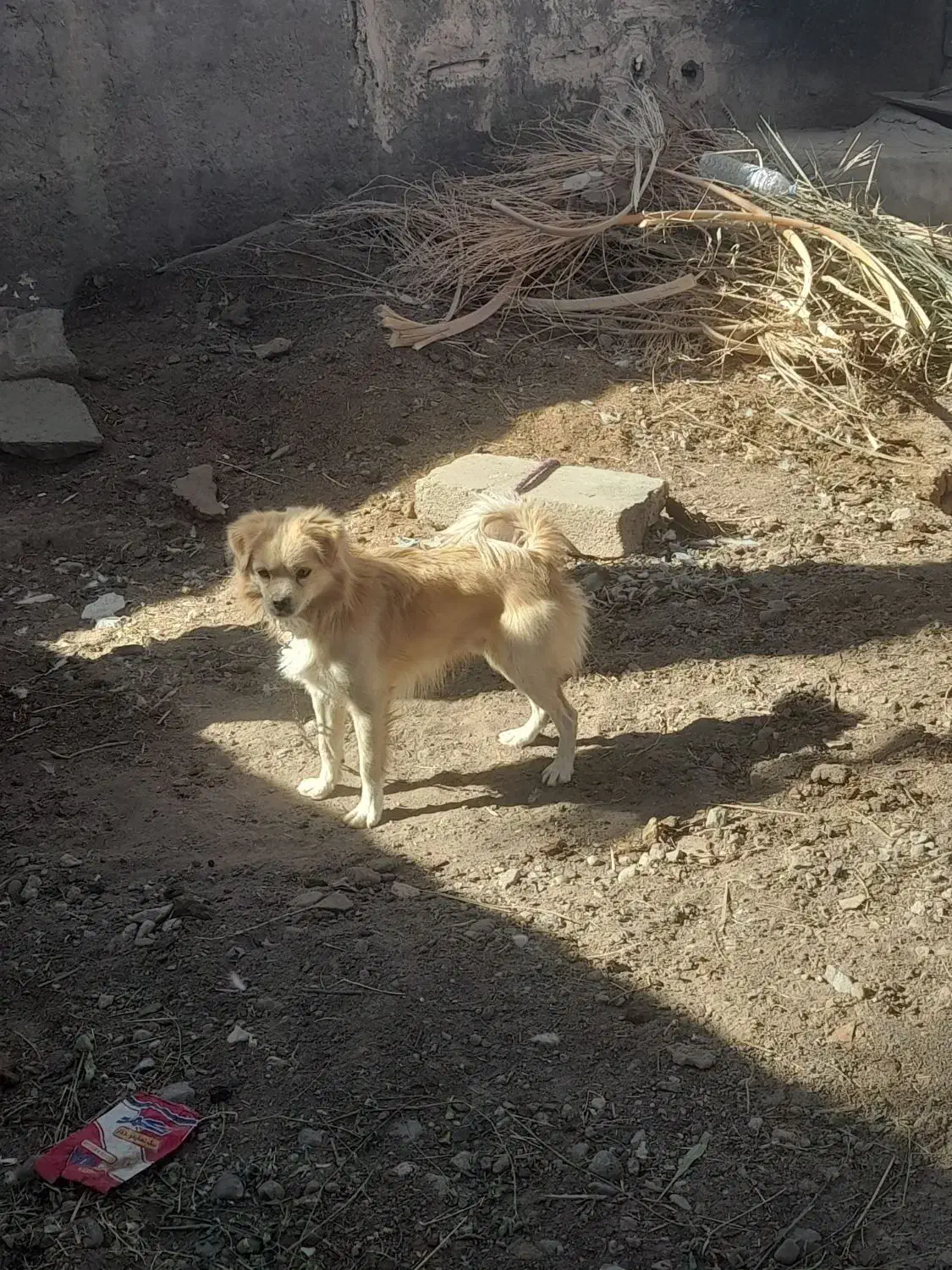 سگ پا کوتاه|سگ|بم, |دیوار