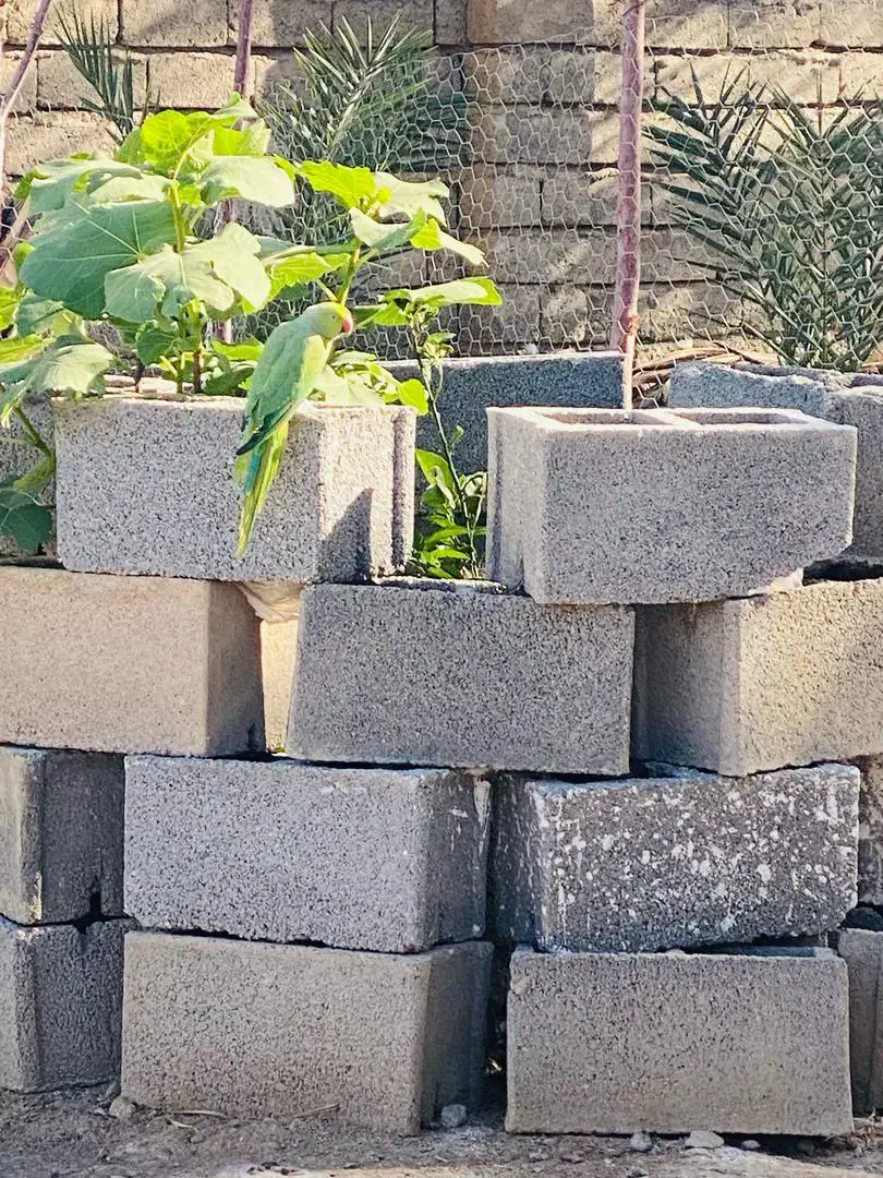 طوطی ملنگو|پرنده|بندرعباس, |دیوار