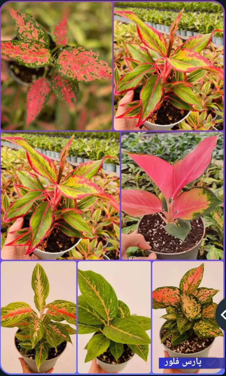 فروش گل آپارتمانی، عمده و جزئی|گل و گیاه طبیعی|ورامین, شهرک ولیعصر|دیوار