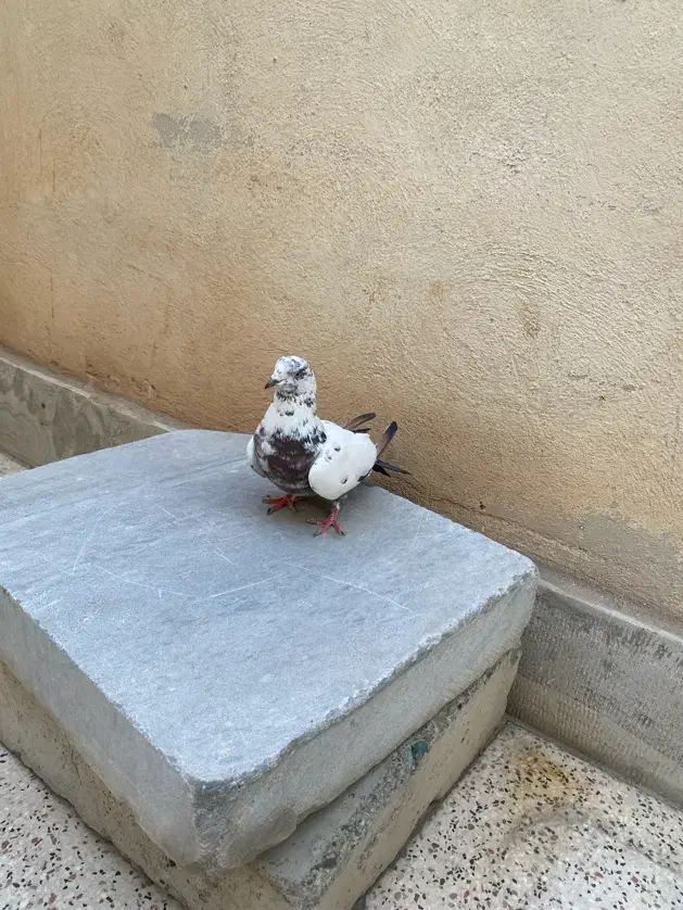 کفتر سوسکی|پرنده|فردیس, فردیس|دیوار