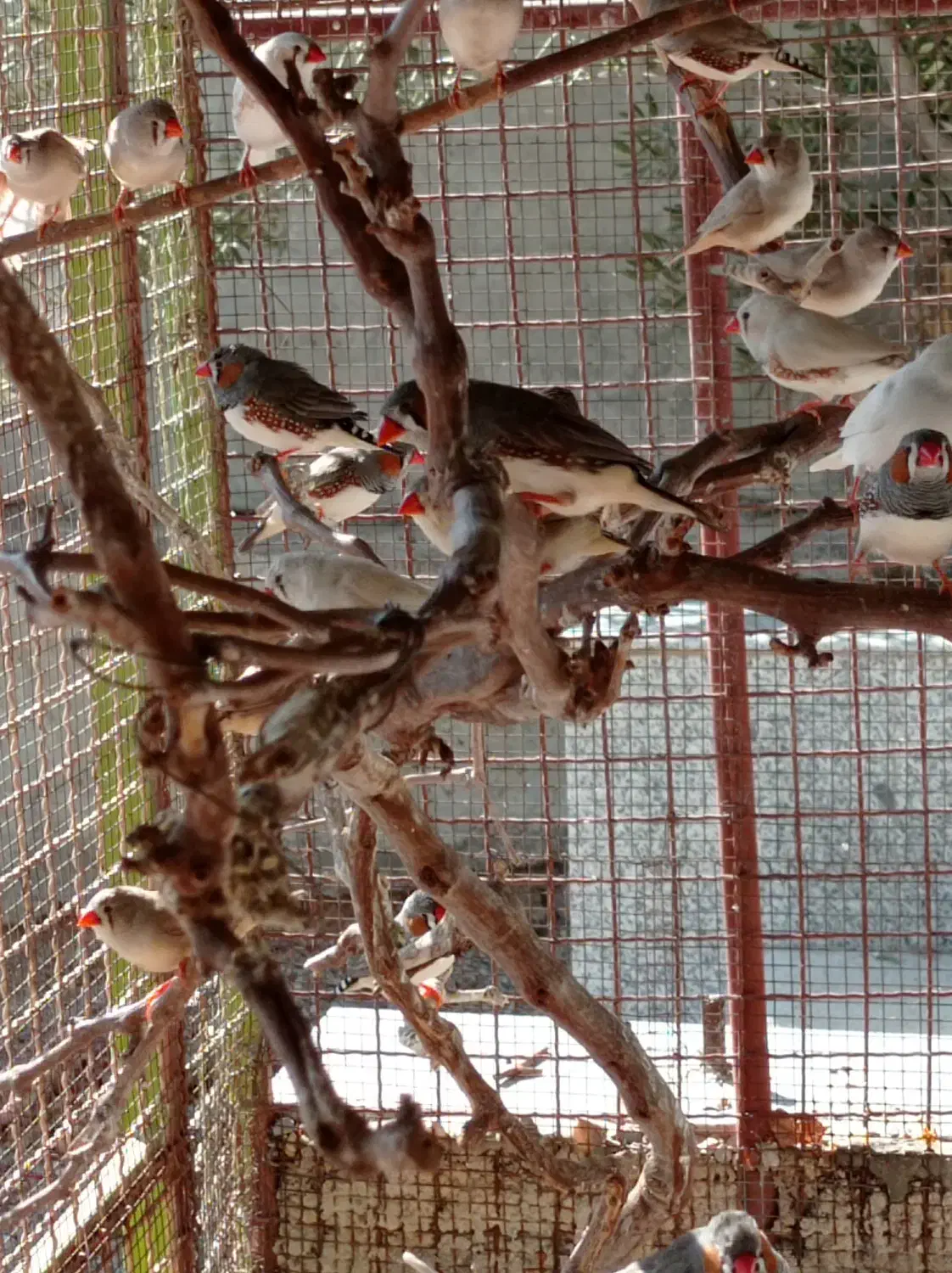 فروش و معاوضه فنچ|پرنده|سیسخت, |دیوار