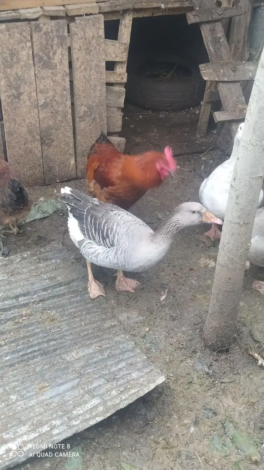 فروش غاز محلی،وزن کلا 11کیلو هست|حیوانات مزرعه|رحیمآباد, |دیوار