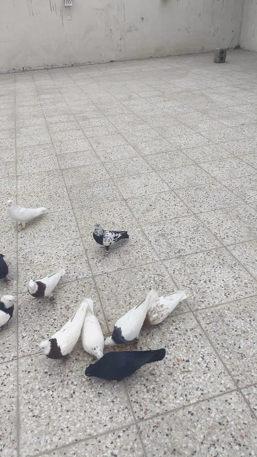 کفتر طوقی . زاغ . سفید پاک . کله سرخ|پرنده|خمینی‌شهر, |دیوار