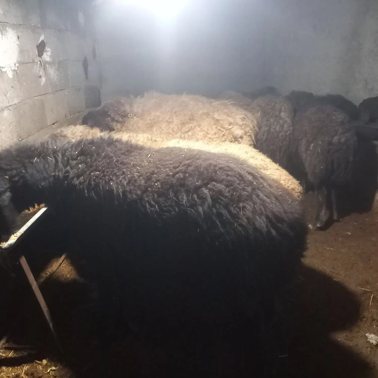 میش و بره|حیوانات مزرعه|رودهن, |دیوار