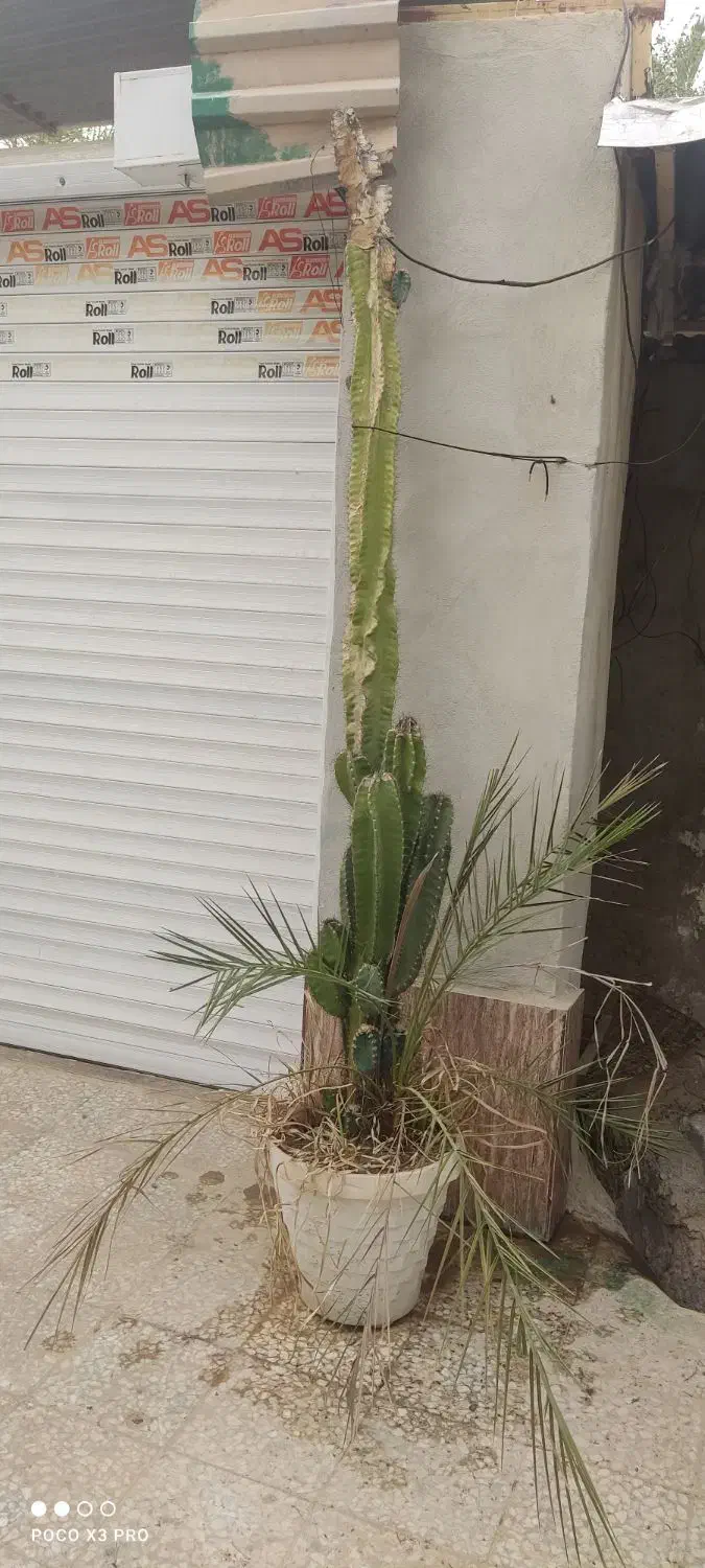 کاکتوس|گل و گیاه طبیعی|برازجان, |دیوار