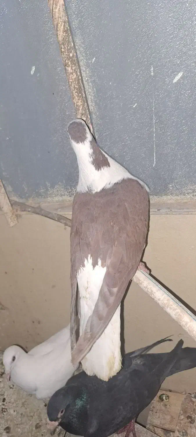 کبوتر|پرنده|خاش, |دیوار