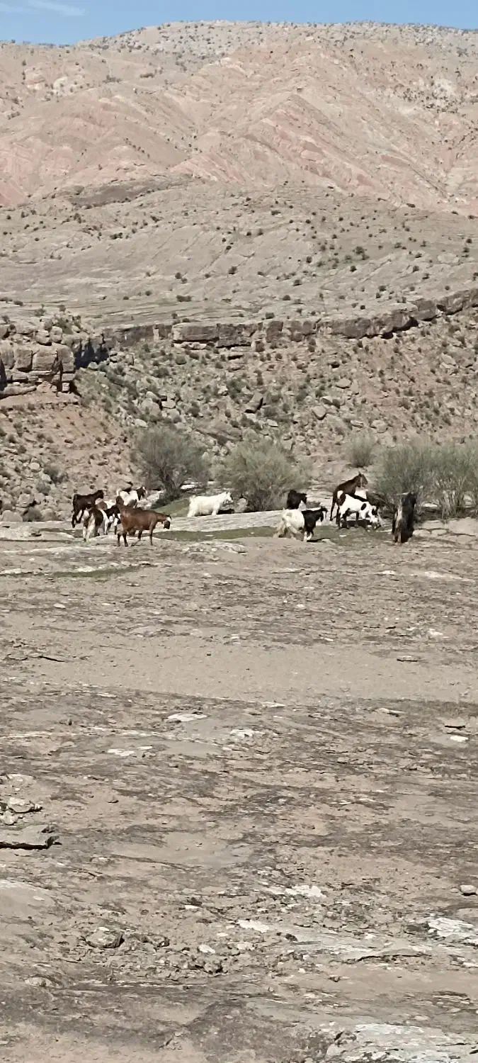 بز سرحال|حیوانات مزرعه|معمولان, |دیوار