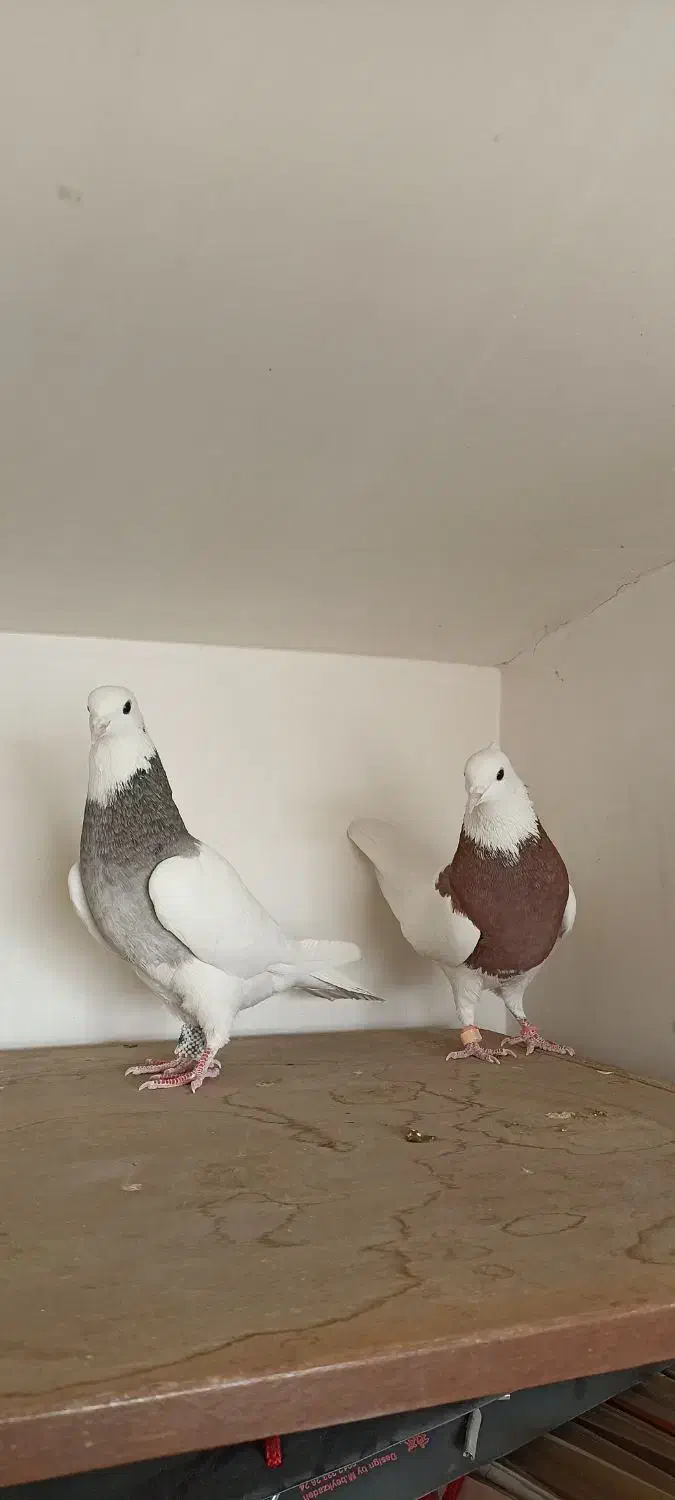 کبوتر طوقی|پرنده|هشتگرد, مدرس|دیوار