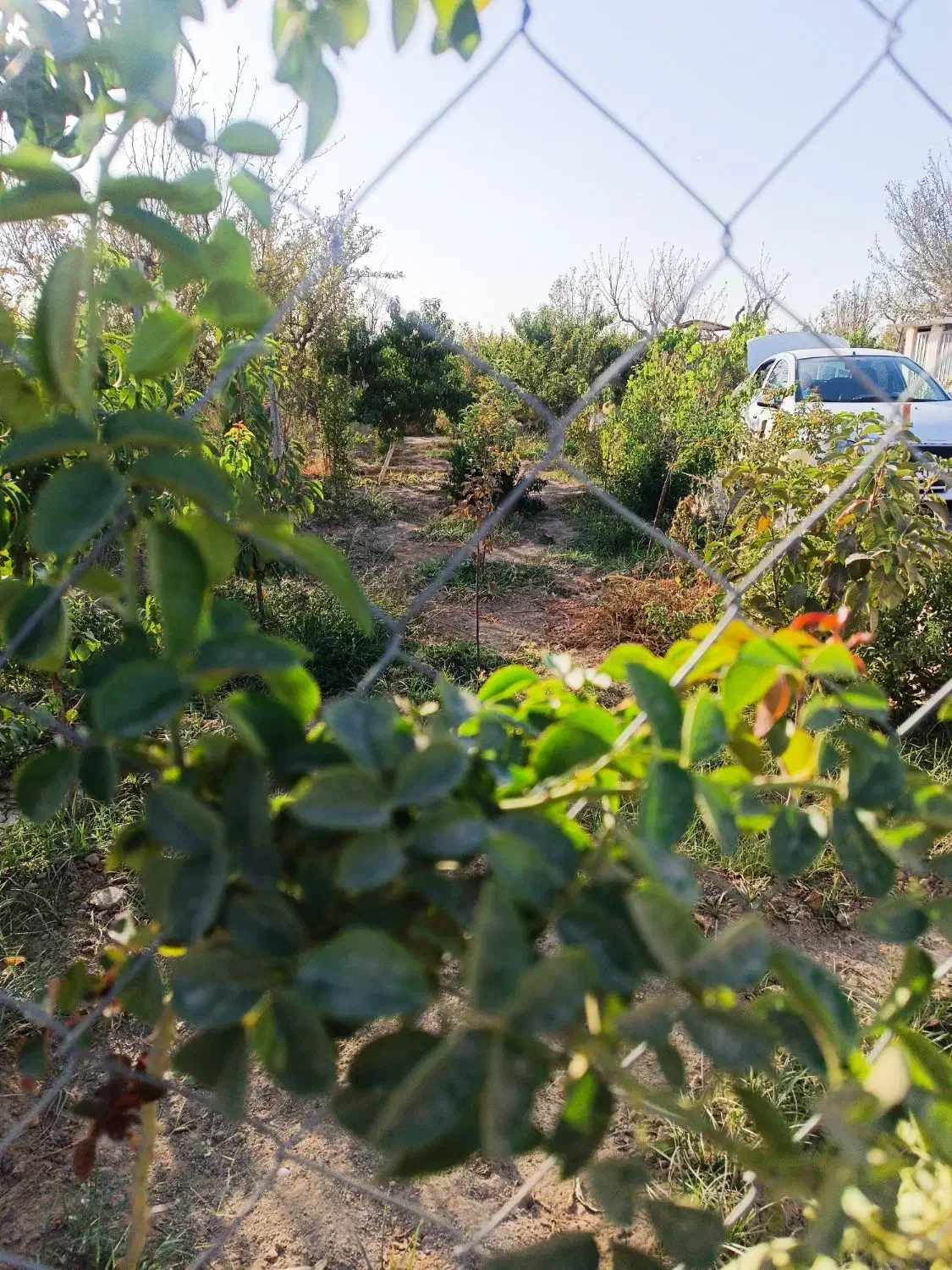 باغچه فنس کشی شده|فروش زمین و ملک کلنگی|تنکمان, |دیوار