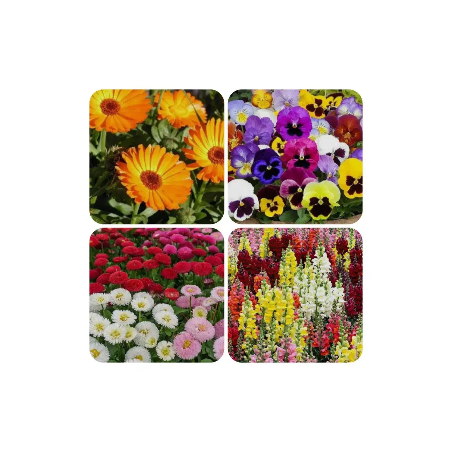 گل  و گیاه|گل و گیاه طبیعی|قرق, |دیوار