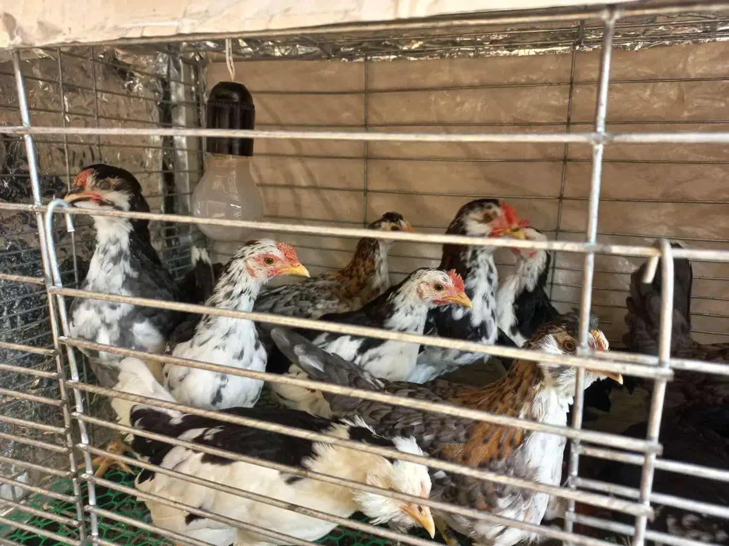 نیمچه گلین دو ماهه|حیوانات مزرعه|بابل, |دیوار