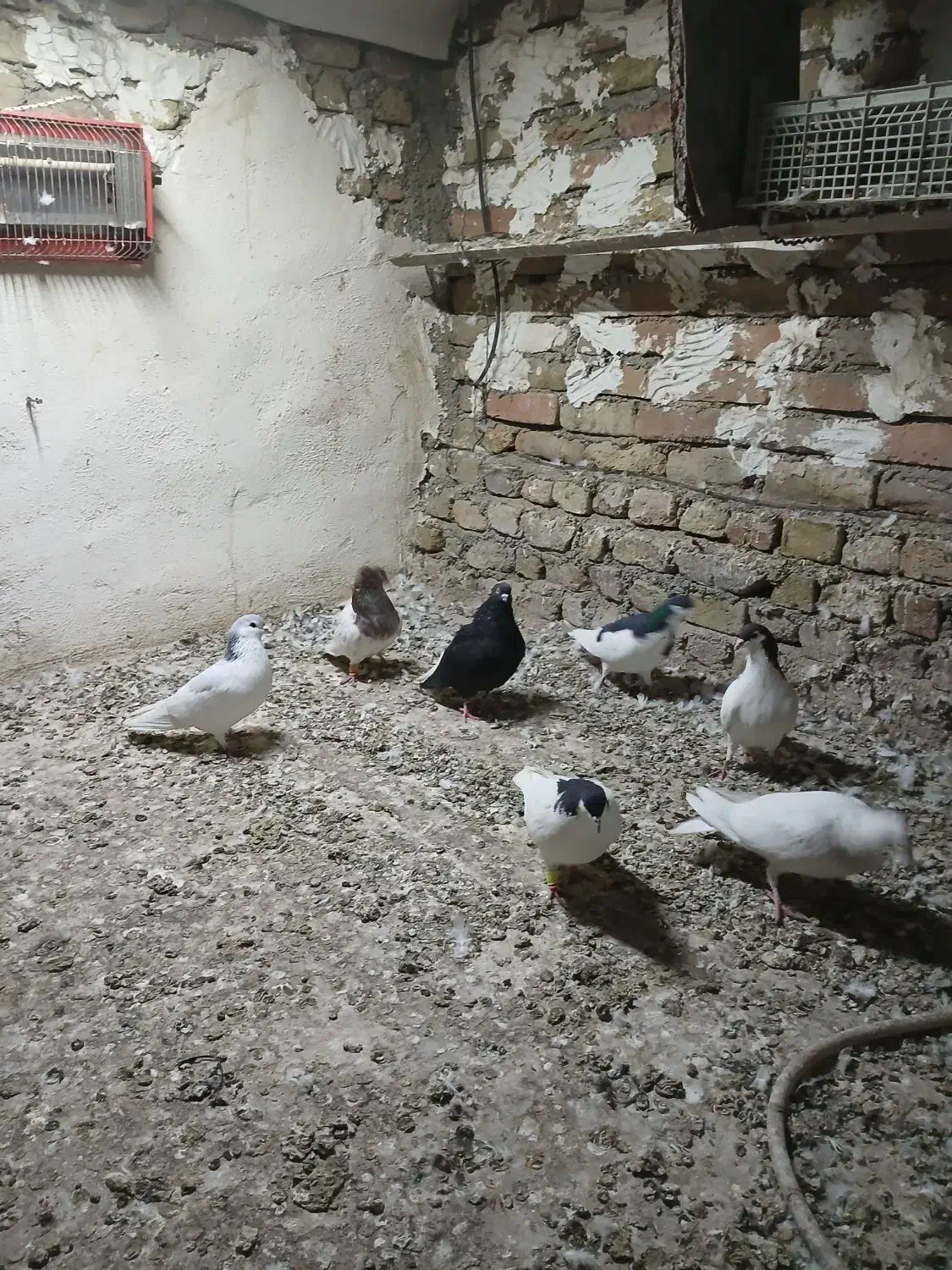 کفتر|پرنده|بشاریات, |دیوار