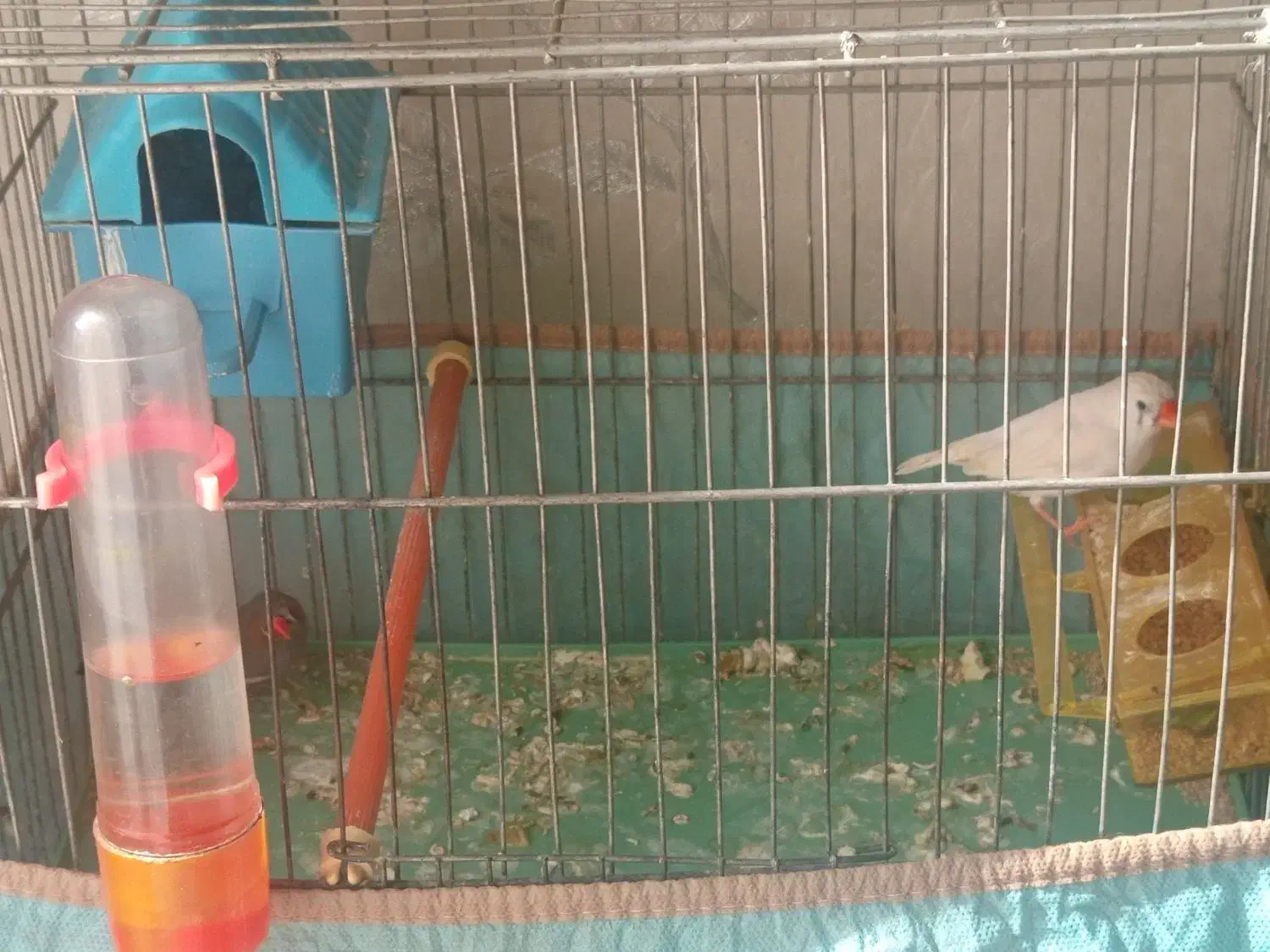 یک جفت فنچ وبا وسایل|پرنده|پیشوا, |دیوار