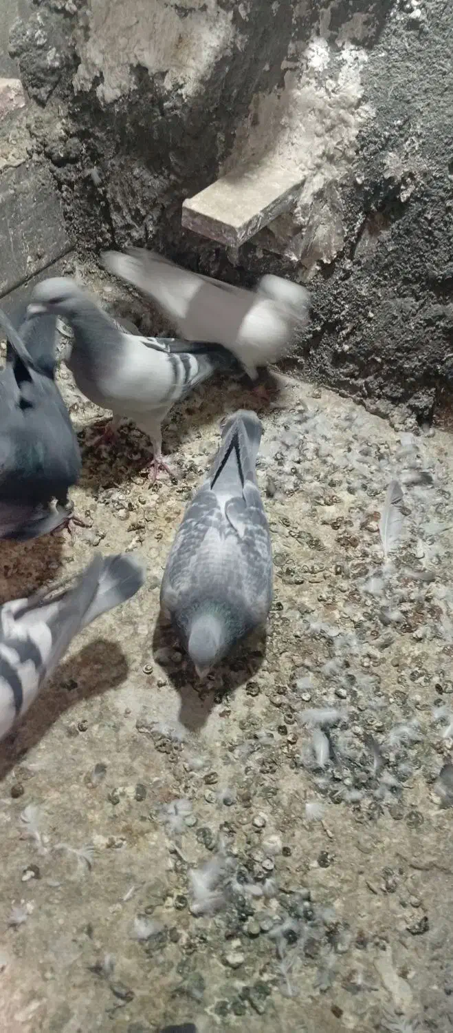 کبوتر|پرنده|راین, |دیوار