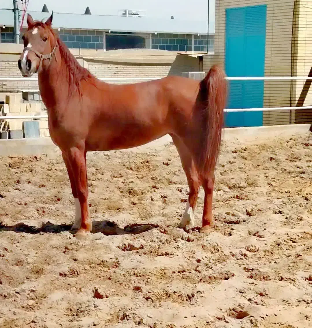 اسب|اسب و تجهیزات اسب‌سواری|نجف‌آباد, گلدشت|دیوار