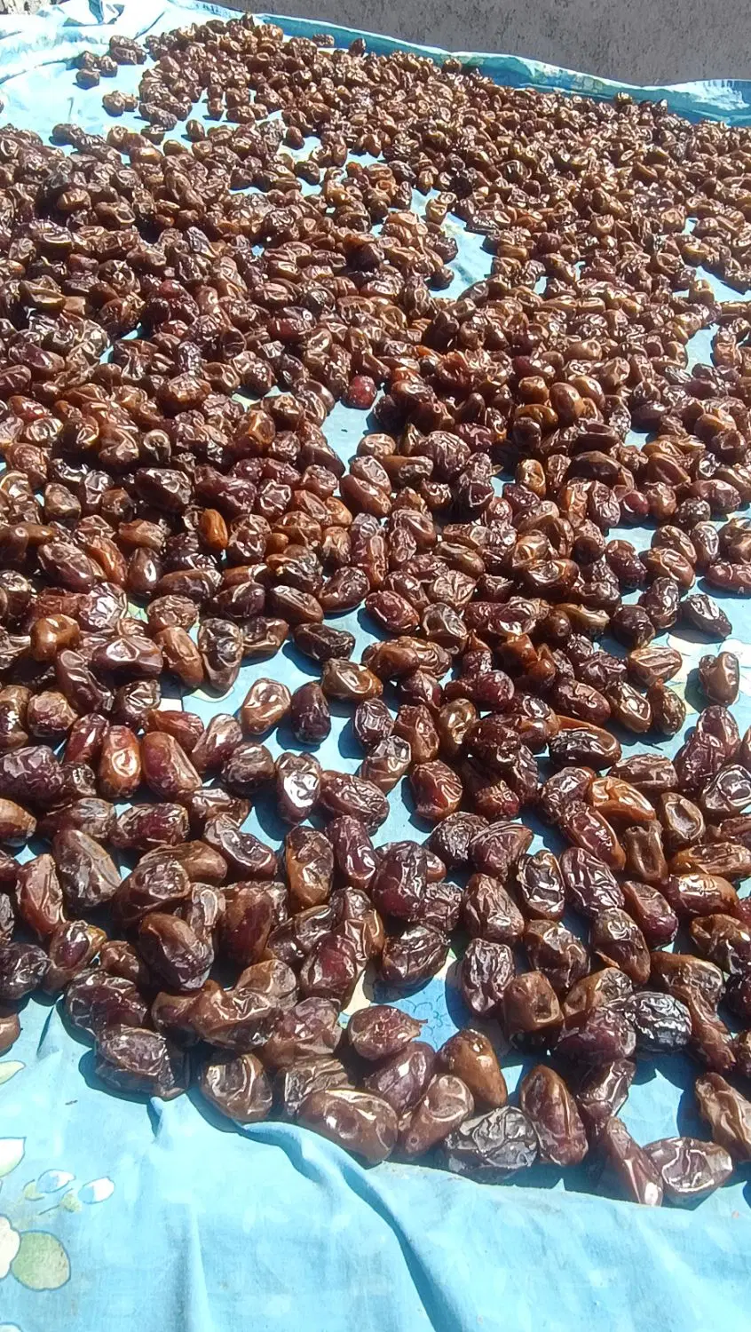خرما|خوردنی و آشامیدنی|بوشهر, |دیوار