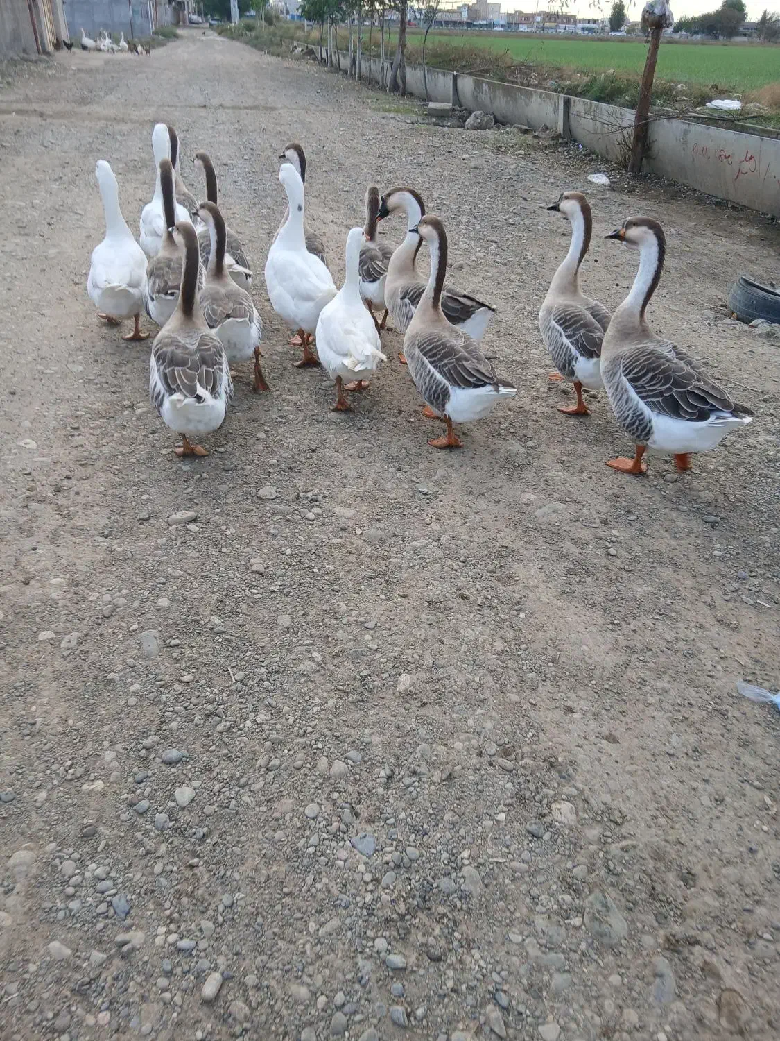 باسلام فروش قاز اصیل تبیعی|حیوانات مزرعه|پارسآباد, |دیوار