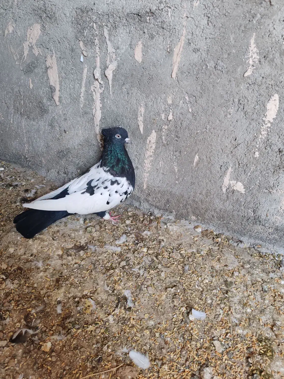 ماده المانی|پرنده|نیشابور, شهرک بهداری|دیوار