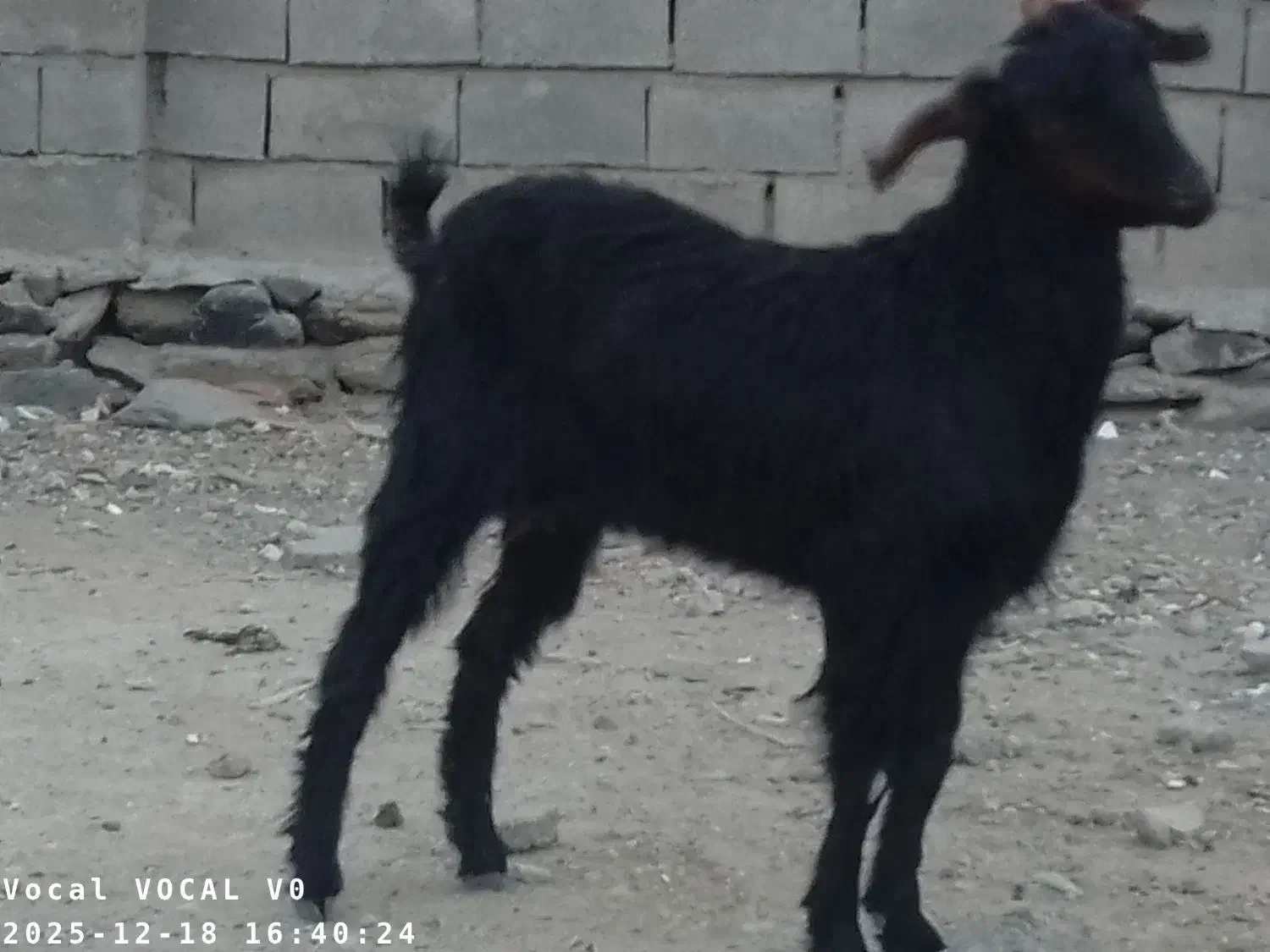 گوسفند فروشی|حیوانات مزرعه|سراوان, |دیوار