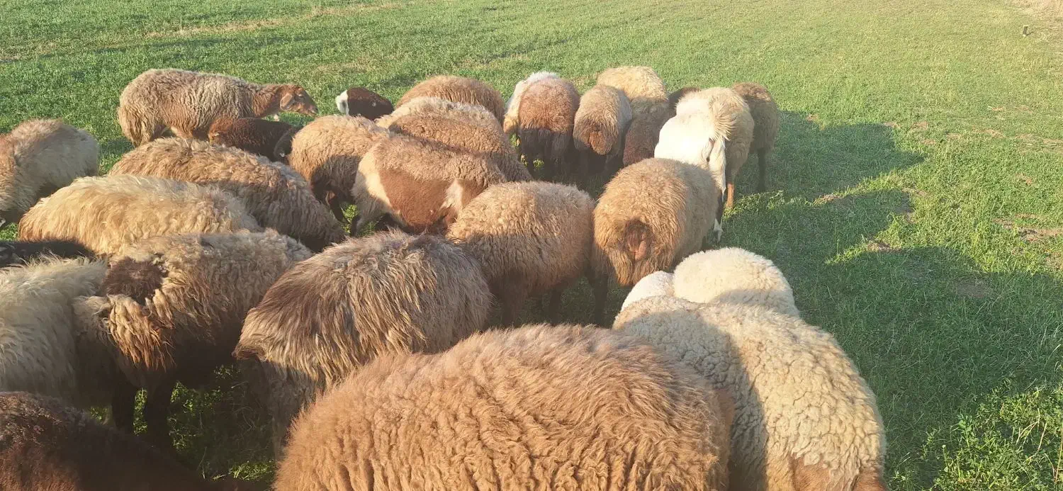 گوسفند بره دار و ابستن|حیوانات مزرعه|کرمانشاه, |دیوار