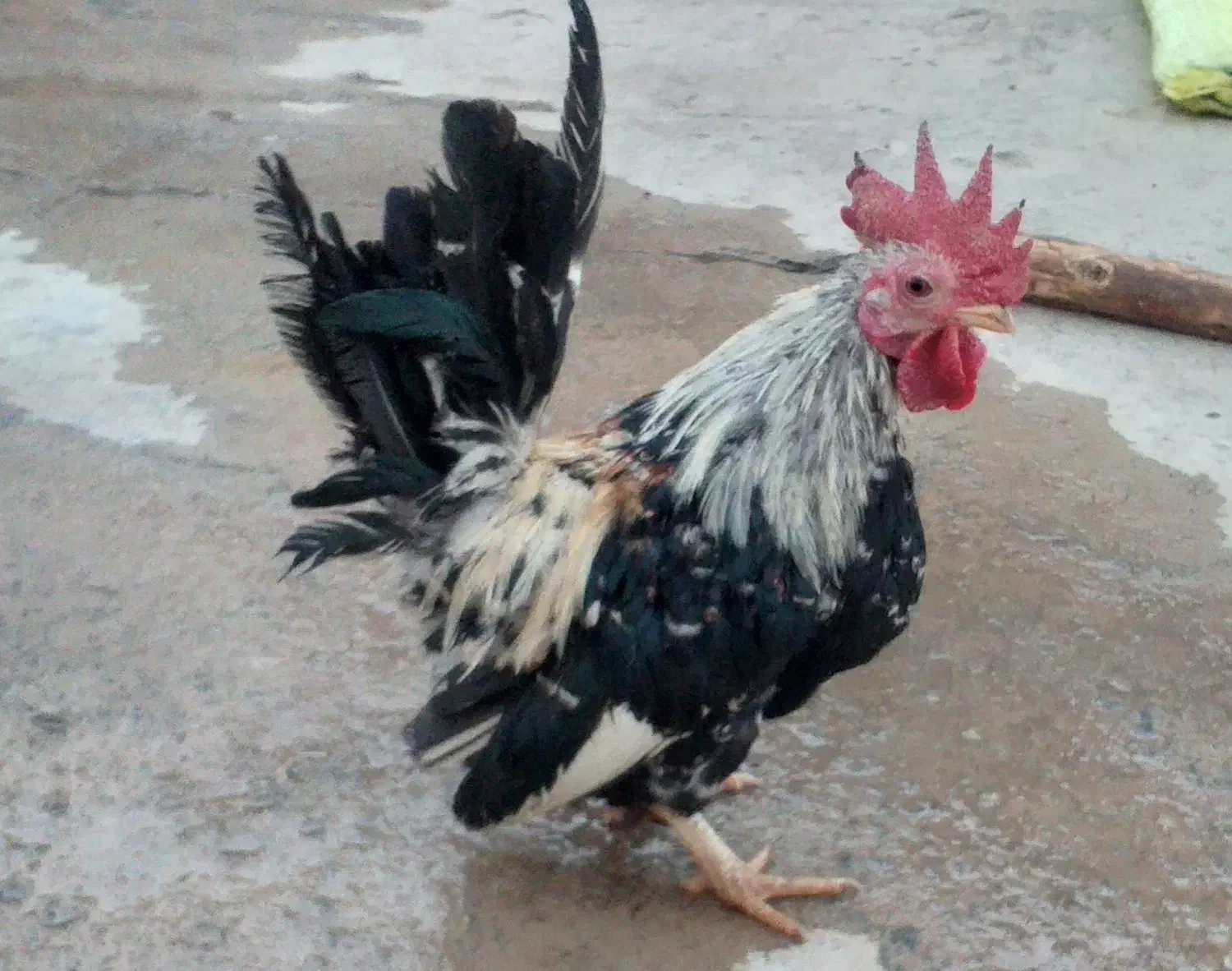 فروشی|حیوانات مزرعه|کشاورز, |دیوار