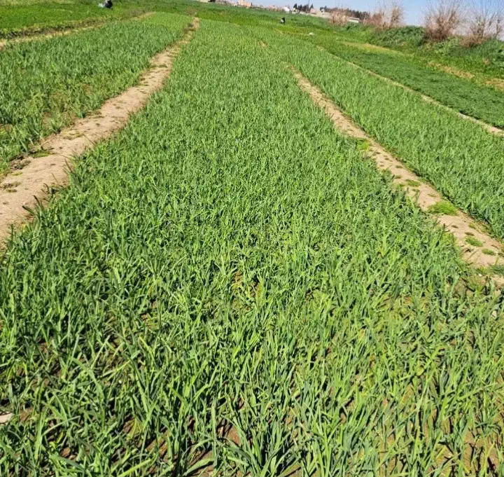 سبزی محلی|خوردنی و آشامیدنی|نگین شهر, |دیوار